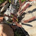 Petrosedum ochroleucum Habitat