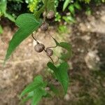 Dioscorea oppositifolia Fruit