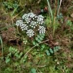 Pimpinella saxifragaFlower