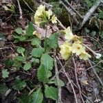 Primula elatiorBlomma