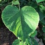 Clerodendrum japonicum Blad