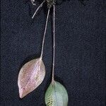 Lepanthes helicocephala Flor