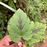 Rubus alceifolius Leaf