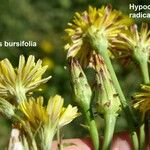 Crepis bursifolia Λουλούδι