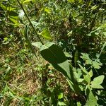 Centaurea decipiens Leaf