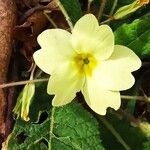 Primula vulgarisFlors