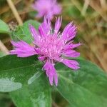 Centaurea nigrescensᱵᱟᱦᱟ