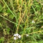 Verbena officinalis Fleur
