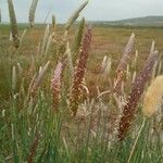 Phalaris aquatica Fula