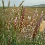 Phalaris aquatica Fiore