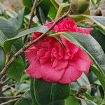 Camellia sasanqua Thunb.Flower