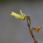 Utricularia minor Floare