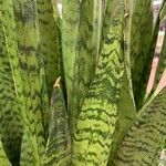 Sansevieria zeylanica Liść