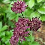 Astrantia majorVirág