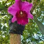 Cattleya lueddemanniana പുഷ്പം