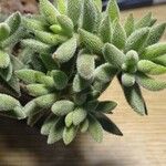 Crassula mesembryanthoides Hostoa