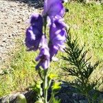 Aconitum napellusFloro