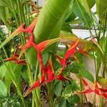 Heliconia spp. Flors
