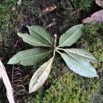 Rhododendron irroratum Frunză