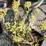 Crassula atropurpurea Flower