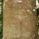 Pouteria cayennensis Koor
