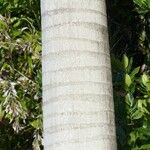 Roystonea regia Casca