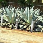 Agave americanaBlatt