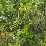 Cyphostemma hypoleucum Leaf