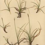 Carex rupestris आदत