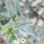 Heliotropium bacciferum Hoja