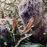 Banksia baueri 形态