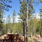 Pinus nigra Hábito