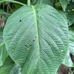 Justicia aurea Leaf