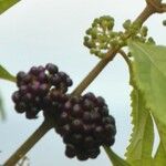 Callicarpa pedunculata Fruto