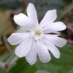 Silene latifoliaKukka