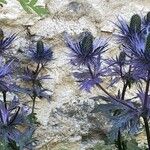 Eryngium alpinum Other