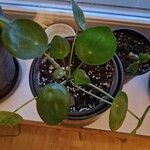 Peperomia polybotrya Лист