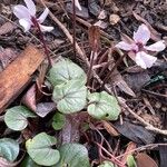 Cyclamen coum Лист