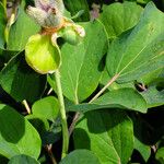 Paeonia daurica Fruit