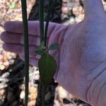 Lespedeza procumbens Lehti