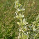 Salvia austriaca Цвят