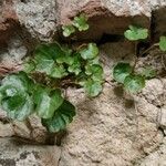 Cymbalaria aequitriloba Leaf