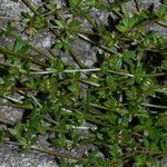 Galium murale Deilen