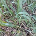 Bromus inermis Feuille