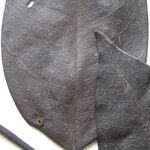 Guatteria schomburgkiana Altul/Alta