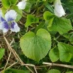 Viola palustris Blad