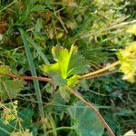 Alchemilla glabra Hoja