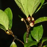 Ficus colubrinae Характер