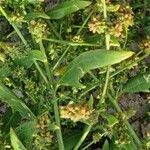 Atriplex patula Leaf