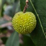 Arbutus andrachne फल